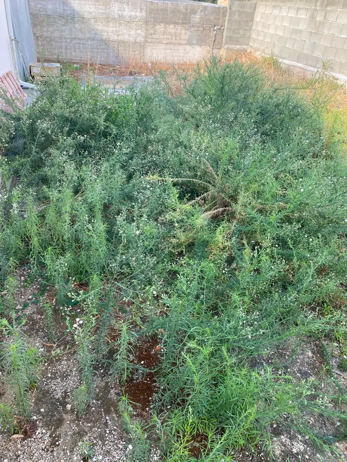 Overgrown side yard, Before