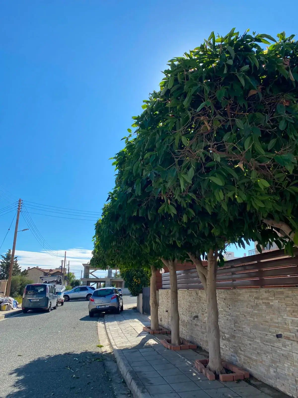 Row of trees along a street, After