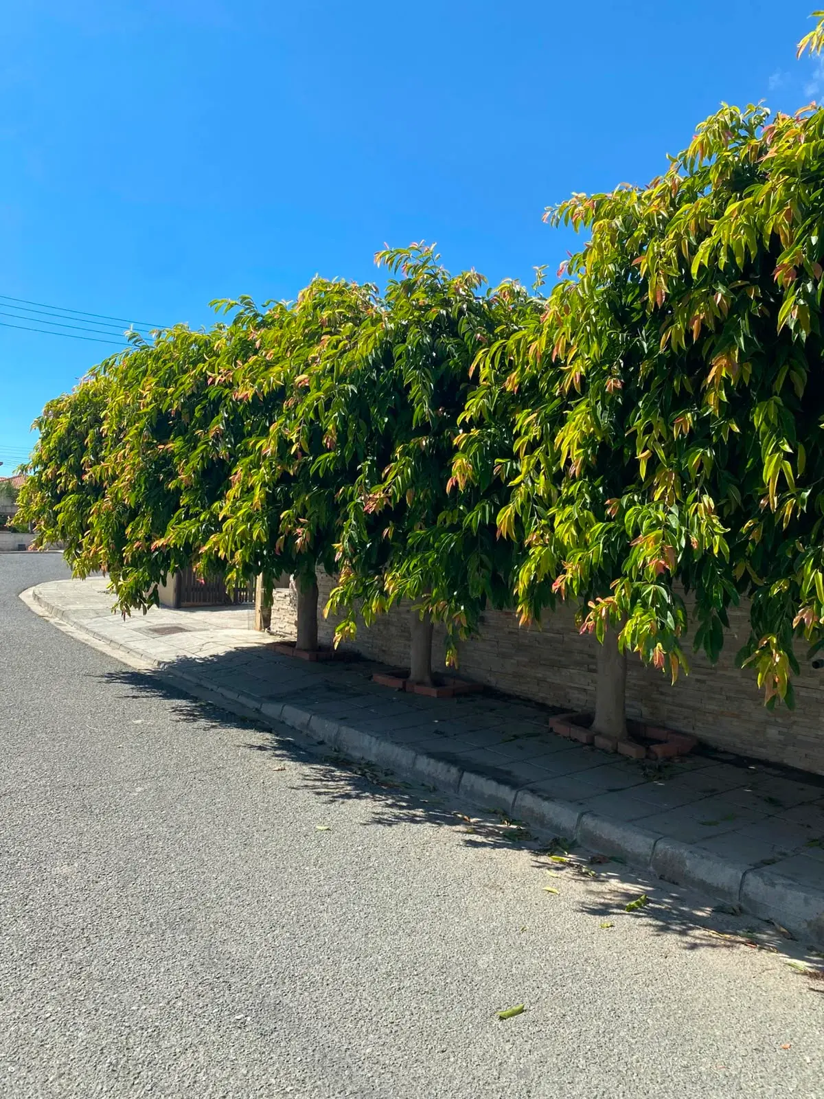 Row of trees along a street, Before